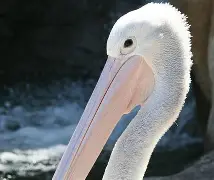 开云网站-新奥尔良鹈鹕内部会议纪要流出——今夜绝杀压哨；荷甲使命明确；赛季目标并未改变的简单介绍